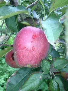 Fresh Apple
